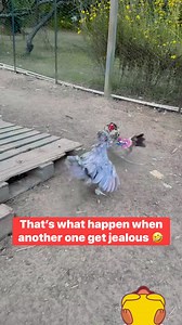 6.1K views · 180 reactions | Backyard #chickens #fight @everyone #fb #reels #fbreelsfypシ゚viralfbreelsfypシ゚viral #fbreels2025ツ #fb #video #viral #fbpost #fblifestyle @everyone | Lovelybernz Stringer | Facebook