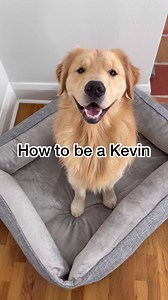 327K views · 12K reactions | How to be a Kevin According to Kevin Part 2! #goldenretriever #Kevin | agoldennamedkevin | Facebook