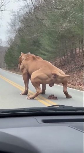 giant Pitbull pooping