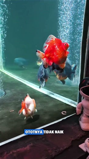 INI DIA IKAN PALING BEROTOT!! Ternyata rahasia berotot ikannya rich panda goldfish ada di megajumbo