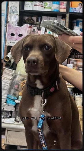 【 眼睛突然看不見？走路像喝醉？小心這個自行投予的驅蟲藥造成的！ 】 這是一個近期的驚險故事。 一隻 14.6 公斤的可愛米克斯，被慌張的主人抱進醫院。主人的聲音都在顫抖：「醫生，他突然撞牆、找不到路，走路還東倒西歪，是不是中風了？」 我們立刻進行神經學檢查，發現狗狗的雙眼瞳孔放大到極致 (Mydriasis)，對光線完全沒有反應，就像兩顆黑色的玻璃珠。加上四肢無力、站不穩的症狀，這不是中風，而是典型的 「神經毒性反應」。 細問之下，原來主人昨天給了驅蟲藥。經過詳細的問診評估與排查，兇手抓到了—是 Ivermectin (伊維菌素) 中毒。 💡 為什麼會中毒？ Ivermectin 是一種非常好的廣效驅蟲藥，但如果劑量計算錯誤，或者狗狗本身帶有 MDR1 基因突變(常見於牧羊犬系，但也可能隱藏在米克斯的基因裡)，藥物就會衝破這道防線，直接進入大腦，造成神經訊號大亂。 🏥 急診室的「解毒」作戰 面對這種脂溶性的毒素，我們派出了一支特殊的救援部隊—— 靜脈脂肪乳劑 (Lipid Emulsion)。 想像一下，這瓶白色的液體就像是在血管裡輸入了大量的「脂肪磁鐵」，它們會把血液中亂竄的毒