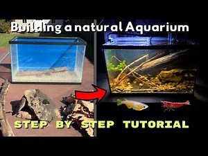 I Built a 100% Natural Freshwater Tank!
