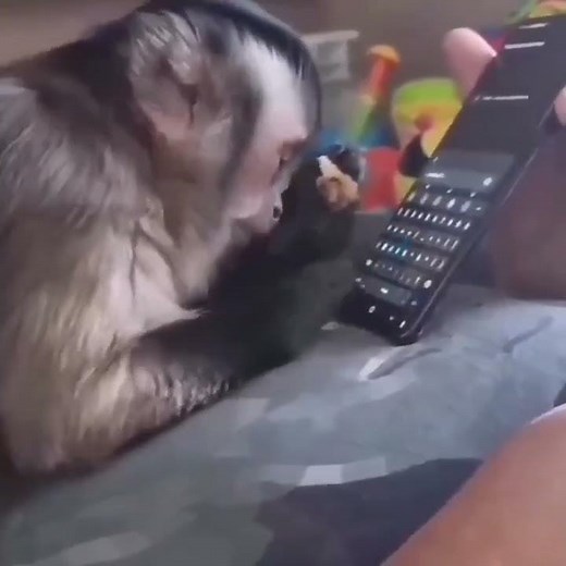 Monkey Typing Meme Template #shorts #memes