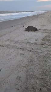 568K views · 8.8K reactions | Post #2 of our early morning sea turtle nester leaving to go back home! ❤️❤️❤️ **This conservation work for protected sea turtles on Oak Island is authorized by the NC Wildlife Resources Commission (ES Permit 25ST01).** | Oak Island Sea Turtle Protection Program | Facebook