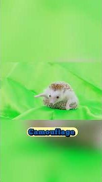 Facts about Hedgehogs 🦔 #animalfacts #animals #hedgehog