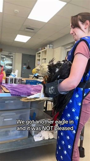 When the eagle strikes#fyp #viral #nature #eagle #wildlife | Eagle