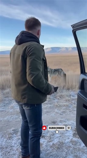 Alabai Charges In and Forces a Wolf to Retreat