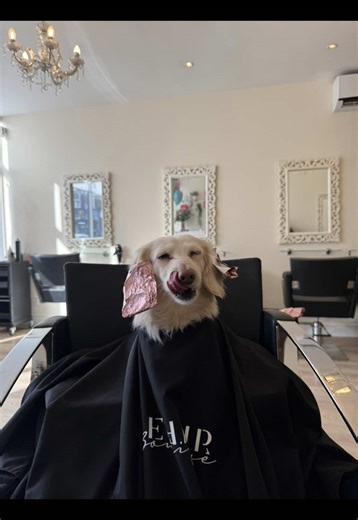 The Perfect Blonde: Hilarious Dog Moments