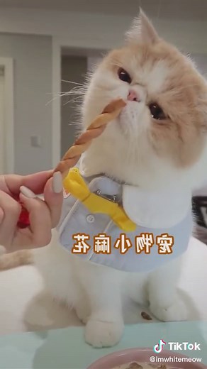 Yum yum#cat #cute #asmreating #foryou | Kucing Lucu