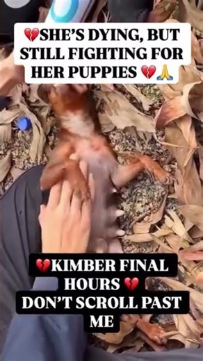 💔 SHE’S IN AGONY — FIGHTING TO STAY ALIVE FOR HER BABIES 💔#usa #canada #uk #germany