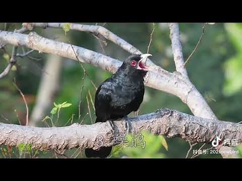 Các loại chim quanh ta mà nghe tiếng chưa thấy hình