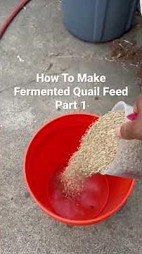 How to make fermented quail feed? #fermentedquialfeed