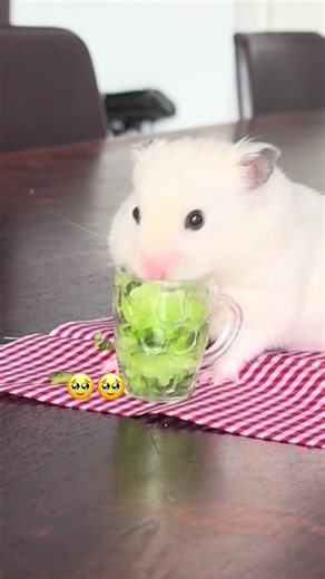 Cucumber Treats for Hamsters: Healthy Snack Ideas