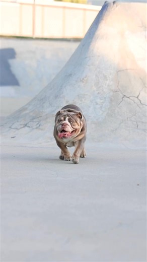 12K views · 827 reactions | Exciting News!!! Little Bo Peep went in for her ultrasound today… Confirmed!!! ✅ 珞 ✅ #excited #bulldoglife #pregnant #trendingreelsvideo #puppies #englishbulldog #momma #adorable | Utah Bulldog Life | Facebook