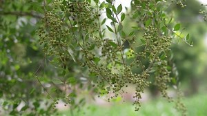 Lawsonia inermis, Dark green small round seeds, clinging on stalk at end of peak, hanging in the air. Henna flower with leaves over green background.
