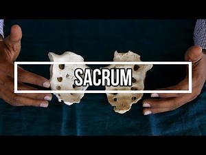 Sacrum
