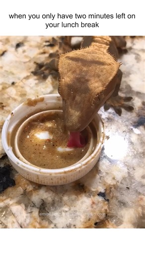 199K views · 447 reactions | Busy day at the office 年藍 #Gecko #Cute #ASMR #Lizard | Fur Family | Facebook