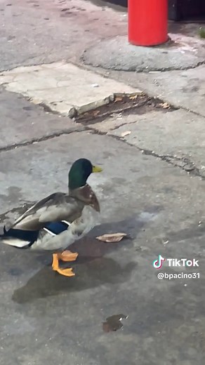 Duck Duck Goose: Unblocking Sites with Croxyproxy