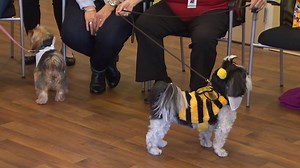 24K views · 109 reactions | It's hard NOT to smile when you see this. Read more: www.cbc.ca/1.4377078 | CBC Newfoundland and Labrador | Facebook