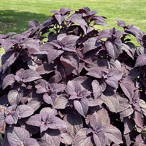 COLORBLAZE® NEWLY NOIR™ Coleus – Garden Crossings