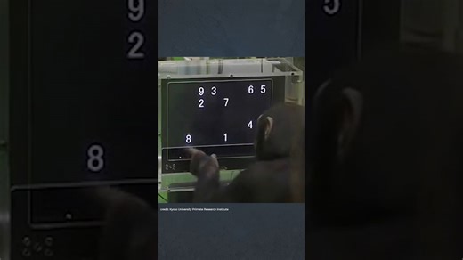 Watch chimps beat humans in a memory test!