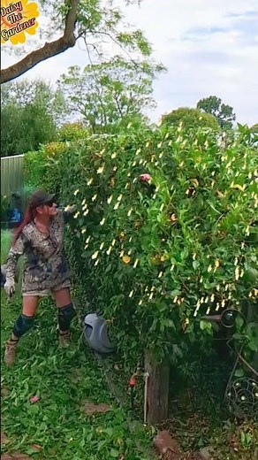 🌼 This Is How To Hedge A Hibiscus #hedging #hibiscus #schnauzer