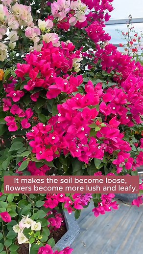 Use beer vinegar and baking soda to care for plants #gardeninggoals #gardeningistherapy #gardeningtips #gardeninglife #gardening_love #gardeninguk #gardening101 #gardeningtools #gardeningislife #gardeningtherapy #gardeningknowhow #gardeningseason #gardeningismytherapy #gardeningmakesmehappy #gardeningaustraliamag #gardeningday #gardeningideas #gardeningphoto | Gardening Lover