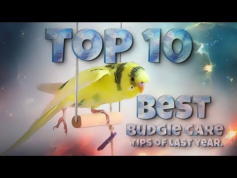 Top 10 Best Budgie Care Tips of Last Year