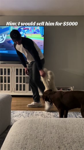 Teddy the Red Fox Lab on TikTok