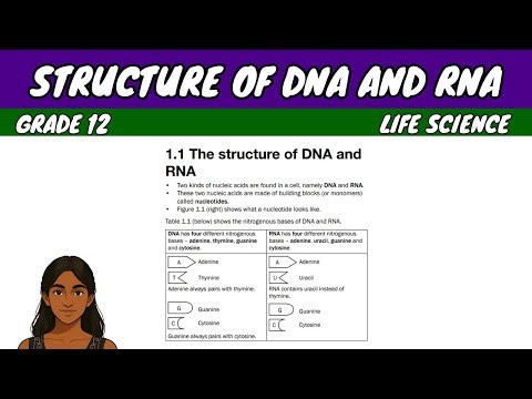 Structure of DNA and RNA | Grade 12 Life Science