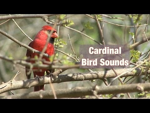 Cardinal Bird Sounds