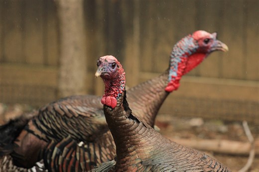 Seen any wild turkeys lately? The Pa. Game Commission wants to know