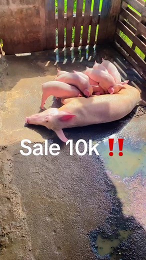 #framing #trending #viral #pigfarmers #livestock #cow #viral_video #pigs #pig