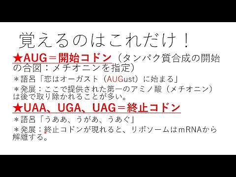 遺伝暗号表（コドン表）高校生物・生物基礎