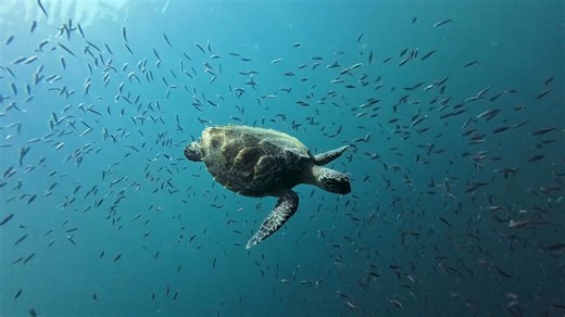 Sea turtles up close: Fascinating underwater footage - Worldwide