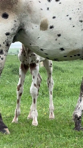 My sister at Reiter Farms woke up to two brand new foals. #horse #equestrianjourney #equestrian