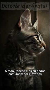 Fun facts about Ashera the cat! #pets #cats #petlovers