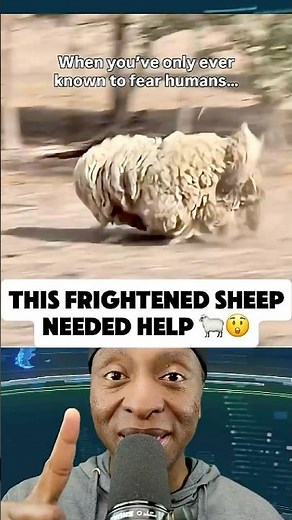 This Terrified Woolly Sheep Was Caught… Then This Happened 🐑😲