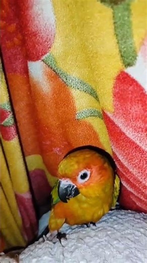 Conure Bird is hiding 🤩😁 ll #conure #birds #shorts