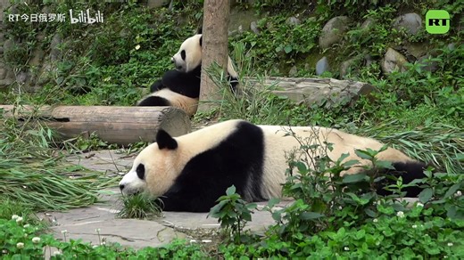 released giant panda in 2024