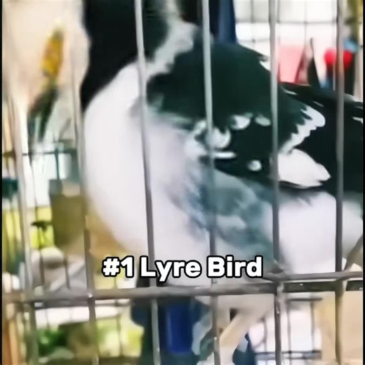 Ranking the Weirdest Bird Sounds