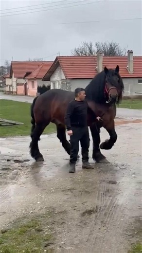 Behold the most beautiful horse in the world #horse #horses