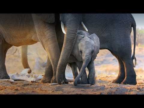 Elephant Detailed Movie Review & Ending Explained | Meghan, Duchess of Sussex
