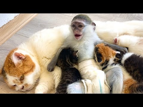Susie is tired of waiting for mom cat to feed kittens and fall asleep