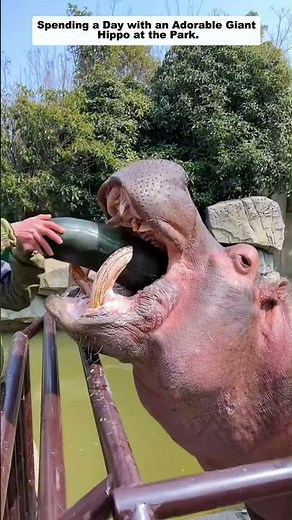 Spending a Day with an Adorable Giant Hippo at the Park.