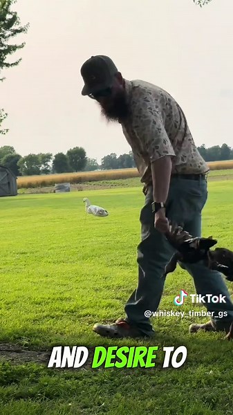 Timber‘s first duck retrieve timber is a Gsp German shorthaired pointer being trained on retrieving Ducks #duckretriever #duckhunting #waterdog #waterdogs #germanshorthairedpointer #gsp #duckhuntingdog #waterfowl #mallard #CapCut