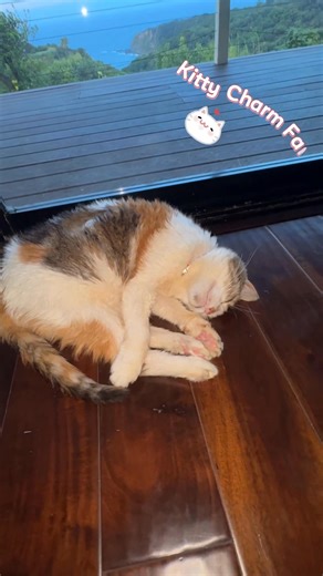 Listen to Angie snore! Angie is one of the special kitties Jen Paul and I are caring for while Sarah is getting a well-deserved break. Angie has a condition called acromegaly, a pituitary gland disorder causing an over abundance of hormones. Big feet, broad face and other bone overgrowth. It also causes diabetes that is supremely challenging to regulate. She wears an external glucose monitor that continuously tracks her blood glucose so her insulin dosage and food intake can be adjusted every 12