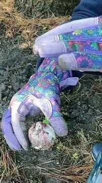 How to plant your bulbs