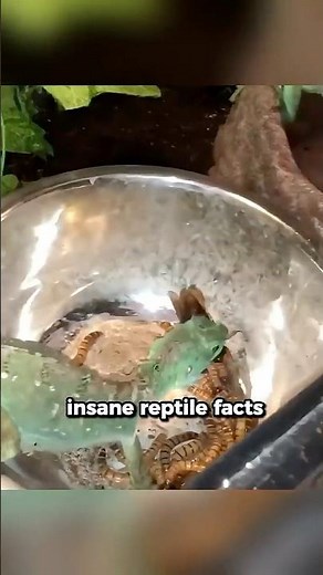 How Can This Lizard RUN on WATER?!