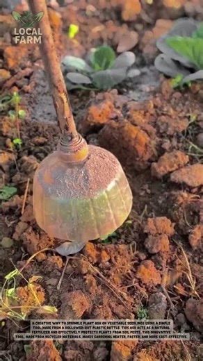 The Most Effective Way to Apply Wood Ash to Seedlings #NaturalFertilizer #SeedlingCare